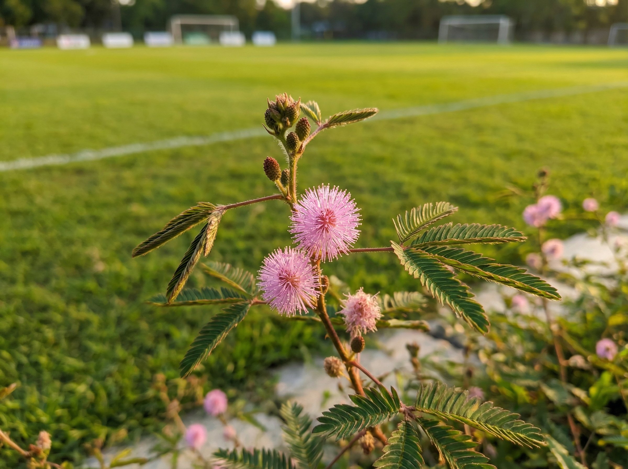 蜜芽多肉养护视频